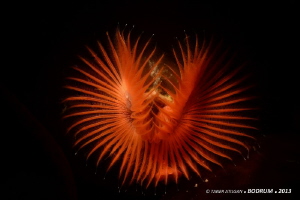 Tube worm from Bodrum/Turkey (no p.s.) by Taner Atilgan 
